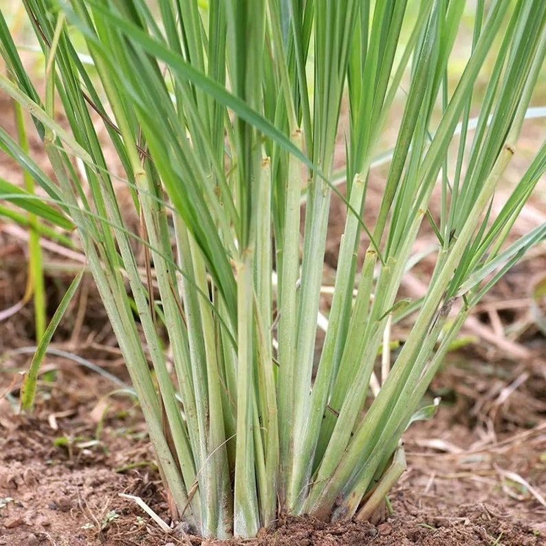 May include: Close-up of a lemongrass plant with long, green leaves and stalks. The plant is growing in brown soil. The leaves are a vibrant green color, and the stalks are a lighter shade of green. The plant is healthy and thriving.