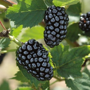 May include: Two ripe blackberries hanging from a green leafy branch. The berries are dark purple and have a glossy finish.
