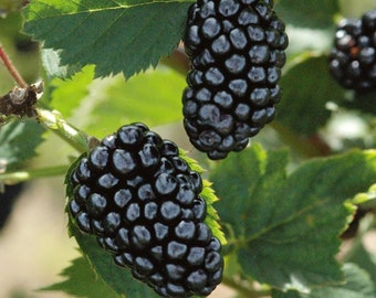 Natchez Thornless Blackberry Plant: Live Starter Plant (4-6 inch)