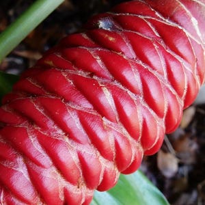 Shampoo Ginger Rhizomes: Exotic Pinecone Ginger - Pack of 4 – Zingiber zerumbet