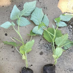 May include: Two young raspberry plants with light green leaves and stems are shown. The plants are in dark soil plugs, ready for planting. The leaves have a textured appearance. The plants are on a light brown surface.