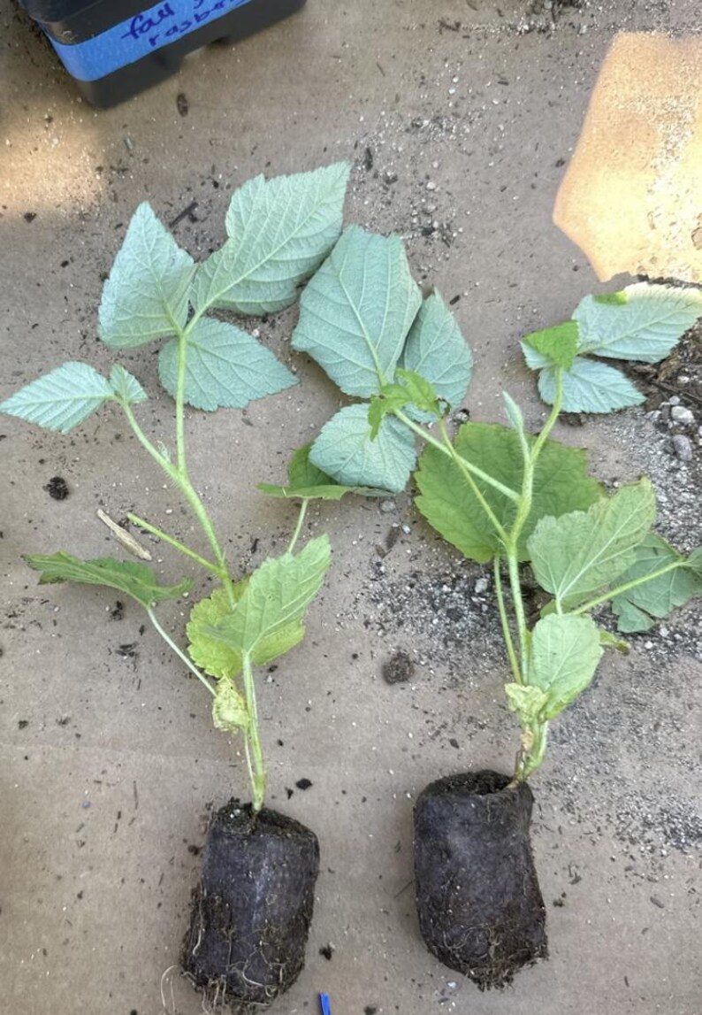 Caroline Red Raspberry Live Plants | Pack of 2 (TWO) | 5-9