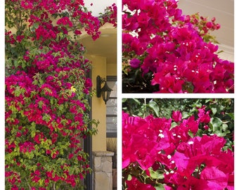 Bougainvillea Live Plant - 2 (Two) Live Barbara Karst Bougainvillea Starter Plants - Bright Red Bougainvillea Plant - Live Flower Plants