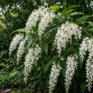 Könnte beinhalten: Eine Citharexylum spinosum Pflanze, bekannt als Florida-Fiddlewood, mit kaskadierenden Büscheln kleiner, sternförmiger weißer Blüten. Die Pflanze hat glänzende, dunkelgrüne, lanzettliche Blätter an schlanken, sich wölbenden holzigen Stängeln.