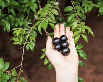 Live Jaboticaba Tree – 1 Foot Tall – Unique Tropical Fruit Tree with Sweet, Grape-Like Berries – Brazilian Grape