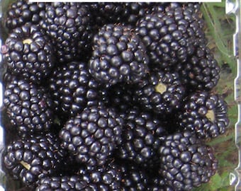 May include: A close-up of a container filled with ripe blackberries. The container is labeled "Von".