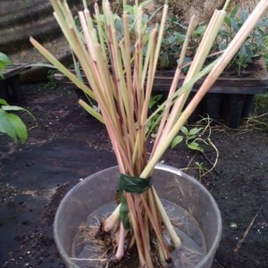 May include: A bundle of lemongrass stalks with pink and green hues, tied with green twine, submerged in a clear plastic bowl of water. The roots are visible. The background shows other plants.