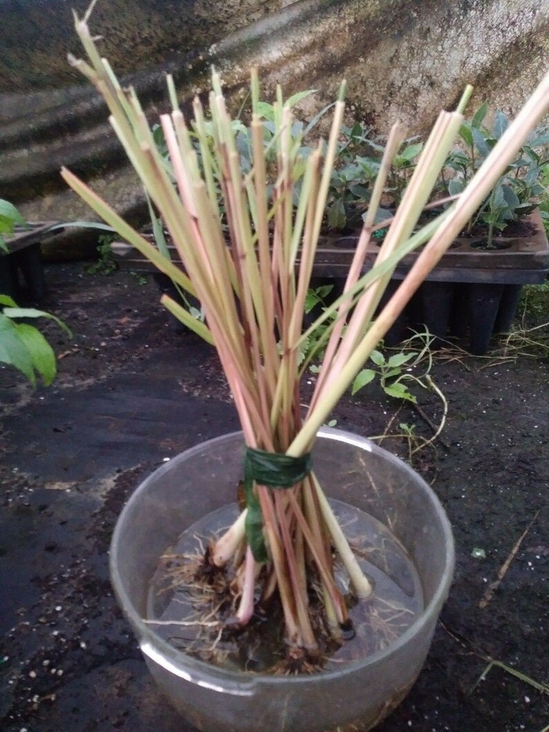 May include: A bundle of lemongrass stalks with pink and green hues, tied with green twine, submerged in a clear plastic bowl of water. The roots are visible. The background shows other plants.