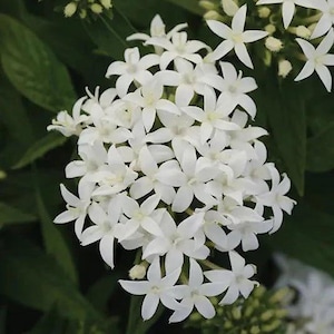 May include: Close-up of a cluster of white star-shaped flowers with yellow centers. The flowers are in full bloom, surrounded by dark green leaves. The petals are delicate and the overall effect is fresh and vibrant.