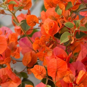 May include: Close-up of vibrant orange bougainvillea flowers and leaves. The image showcases the plant's colorful bracts, with some leaves in shades of green and pink. The composition highlights the natural beauty of the flowering plant.