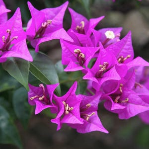 Purple Bougainvillea Plants - Live Bougainvillea Glabra Lilac Plants – Pack of 2 – Hardy Flowering Vine – Ideal for Containers & Trellises