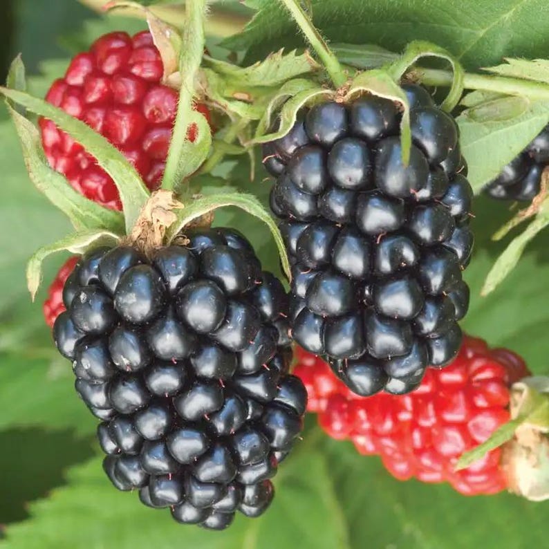 May include: Close-up of ripe blackberries and raspberries on a green leafy branch. The blackberries are a deep, glossy black, while the raspberries are a vibrant red. The image highlights the natural textures and colors of the berries.