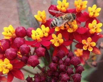 Milkweed Live Plants - 2 (Two) Silky Red Milkweed Plants for Butterfly - Flower Garden