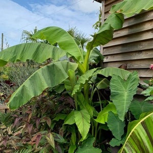 Puede incluir: Una gran planta de pl&aacute;tano verde con hojas anchas que crece junto a un cobertizo de madera.
