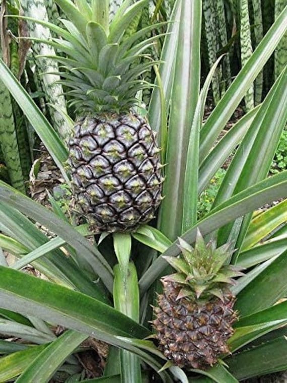 PINEAPPLE SEEDS VERY RARE FRESH Grow your own EDIBLE Fruit tree plant  Houseplant