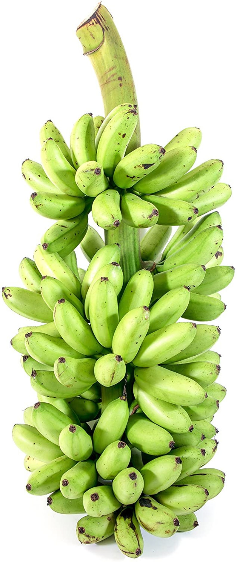 buy with discount Blue Java Banana Tree Ice Cream Banana