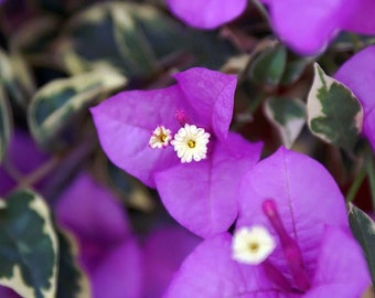Vera Deep Purple Bougainvillea Small Well Rooted Starter Plant**live  Bougainvillea Starter/plug Plant*usa Seller - Etsy