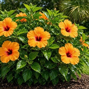 Könnte beinhalten: Eine leuchtende Hibiskuspflanze mit mehreren großen, hellorangen Blüten und dunkelroten Mitten. Die Pflanze hat üppige, glänzende grüne Blätter mit gezackten Rändern, und zwischen dem Laub sind mehrere ungeöffnete Blütenknospen zu sehen.