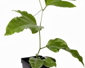 Purple Passion Fruit Plant - Starter Passiflora Purple Possum Passion Fruit Edible Passion Fruit Tree - Passion Plant Live