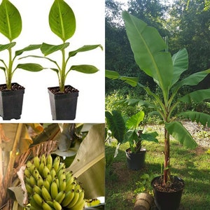 May include: Two small green banana plants in black pots, and a larger banana plant in a black pot outdoors with green leaves.
