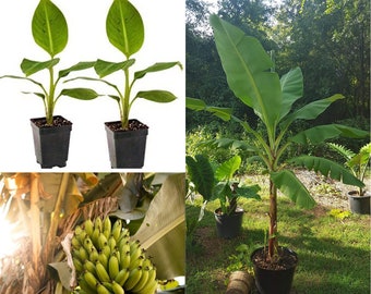 Grand Nain Banana Plant - Dwarf Banana Tree - Live Banana Fruit Plant - Banana Plant Tree Plant Musa - 4-6 Inch Dwarf Fruit Tree Live Plant