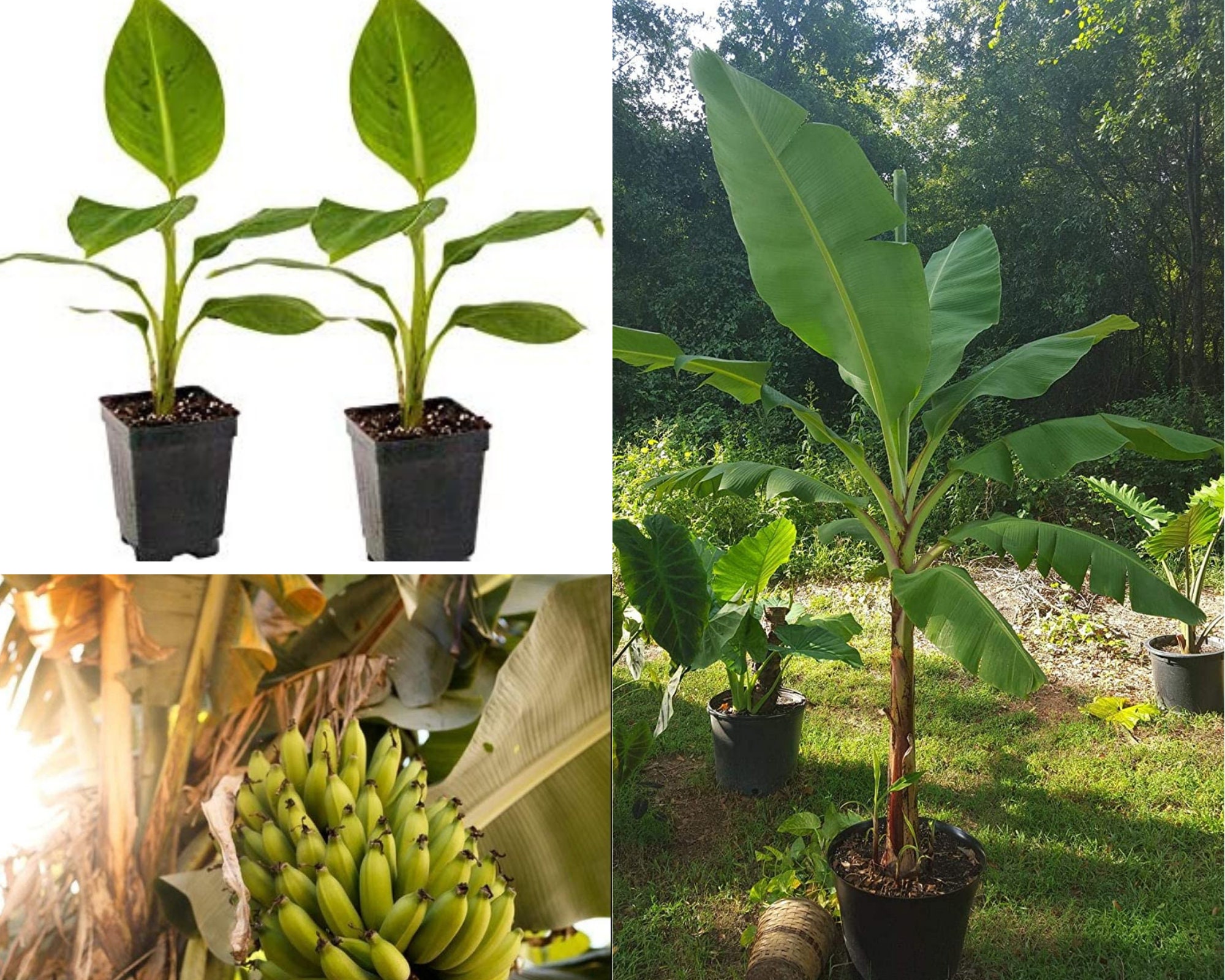 Grand Nain Dwarf Banana Tree Live Banana Fruit Plant 46 Inch Etsy