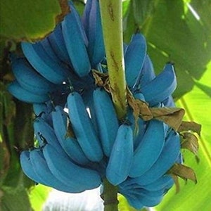 May include: A bunch of blue bananas hanging from a tree branch. The bananas are a vibrant blue color and are arranged in a cluster.