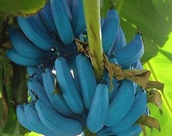 Blue Java Banana Tree - Ice Cream Banana Plant - Starter Fruit Tree Live Plant - Blue Banana Tree Plant - Banana Tree Live