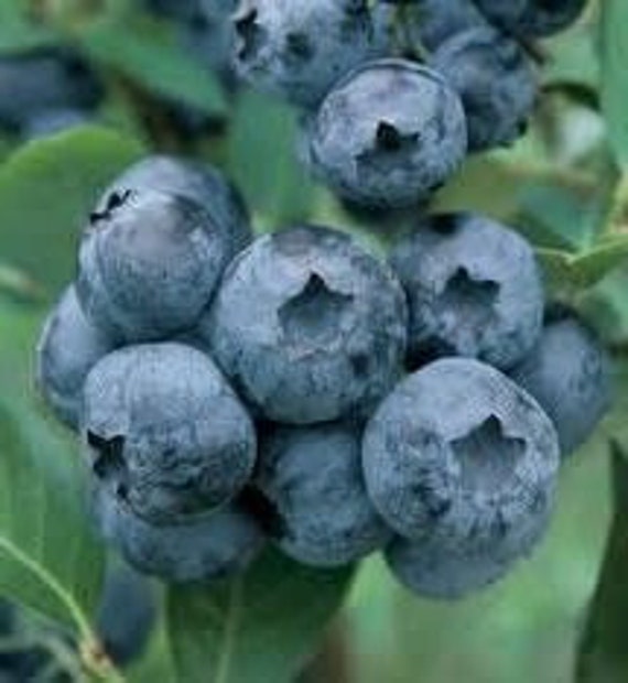 Starter Plant Blueberry Dwarf Berry Tree Bush Plant Blue Plant Starter Fruit Live Tree Blueberry Chandler Fruit Live