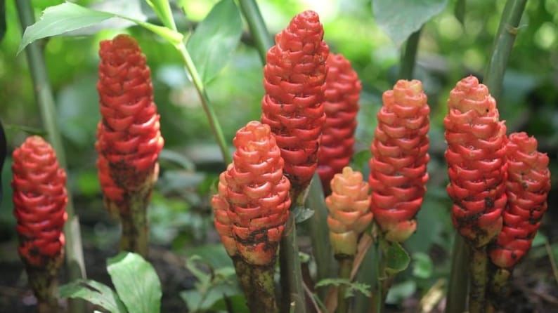 Shampoo Ginger Rhizomes: Exotic Pinecone Ginger - Pack of 5 – Zingiber ...