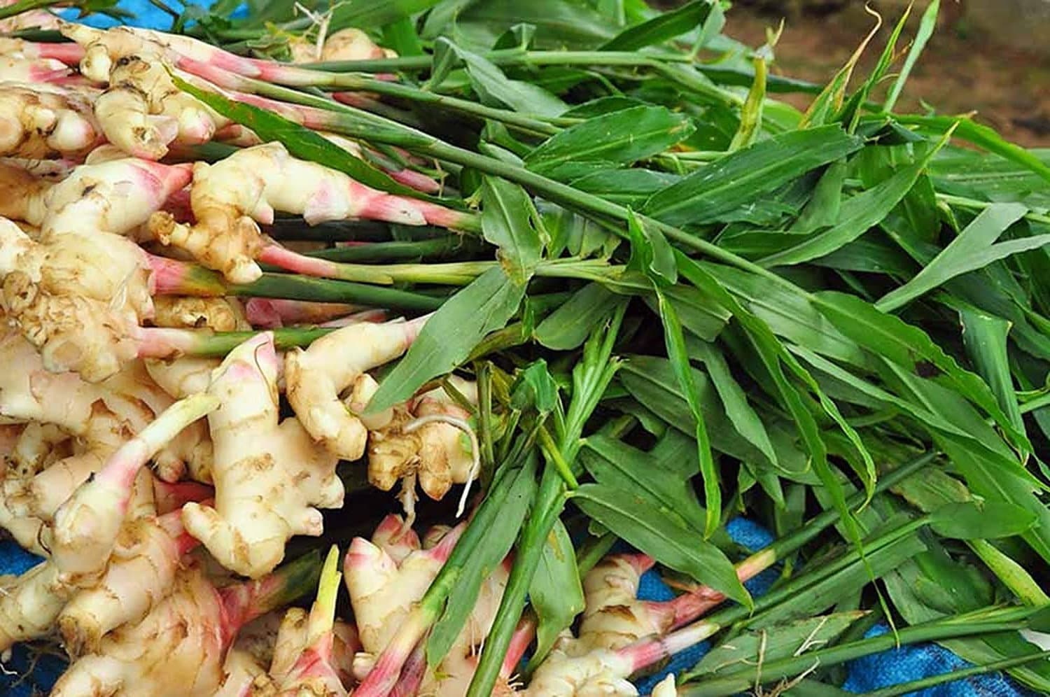 Ginger Plant Live Organic Live Ginger Starter Plant Ginger Etsy