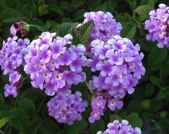 Trailing Lavender Lantana Live Plants (5-9") - Pack of 2 (TWO) - Weeping Purple Lantana Montevidensis