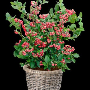 Pink Lemonade Blueberry Bush: Dwarf Fruit Tree Starter Plant