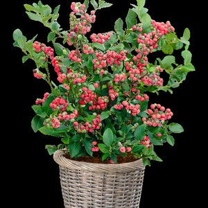 Pink Lemonade Blueberry Bush - Dwarf Blueberry Plant - Dwarf Fruit Tree - Live Starter Blue Berry Plant - Fruit Tree Live Plant