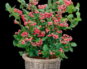 Pink Lemonade Blueberry Bush - Dwarf Blueberry Plant - Dwarf Fruit Tree - Live Starter Blue Berry Plant - Fruit Tree Live Plant