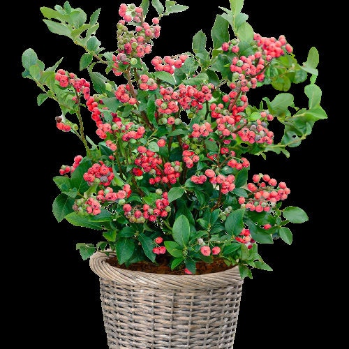 Pink Lemonade Blueberry Bush - Dwarf Blueberry Plant - Dwarf Fruit Tree - Live Starter Blue Berry Plant - Fruit Tree Live Plant