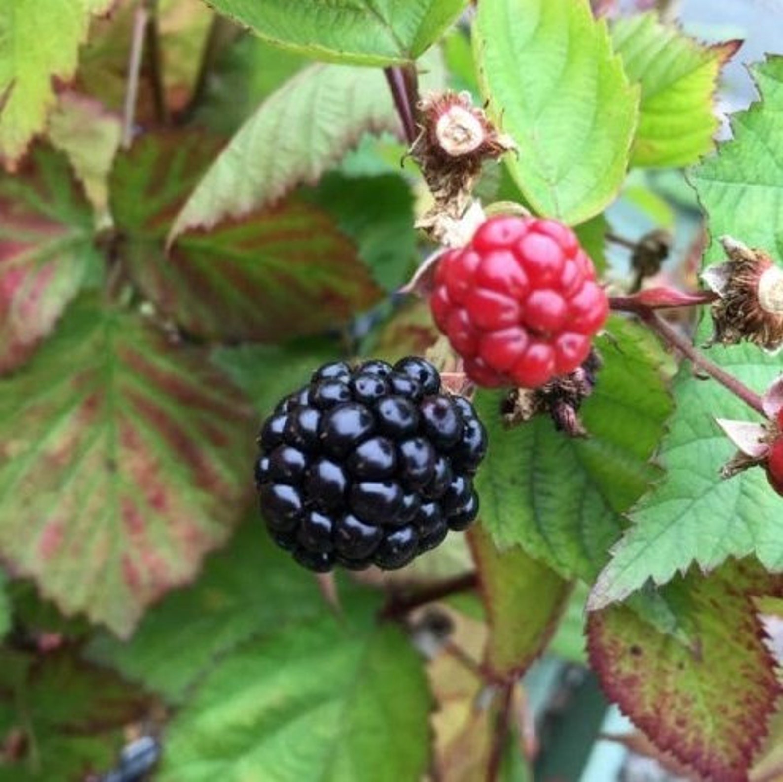 Triple Crown Blackberry Thornless Black Berry Plant | Etsy