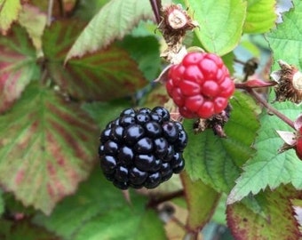 May include: Close-up of two ripe blackberries on a green vine. One blackberry is black and the other is red.