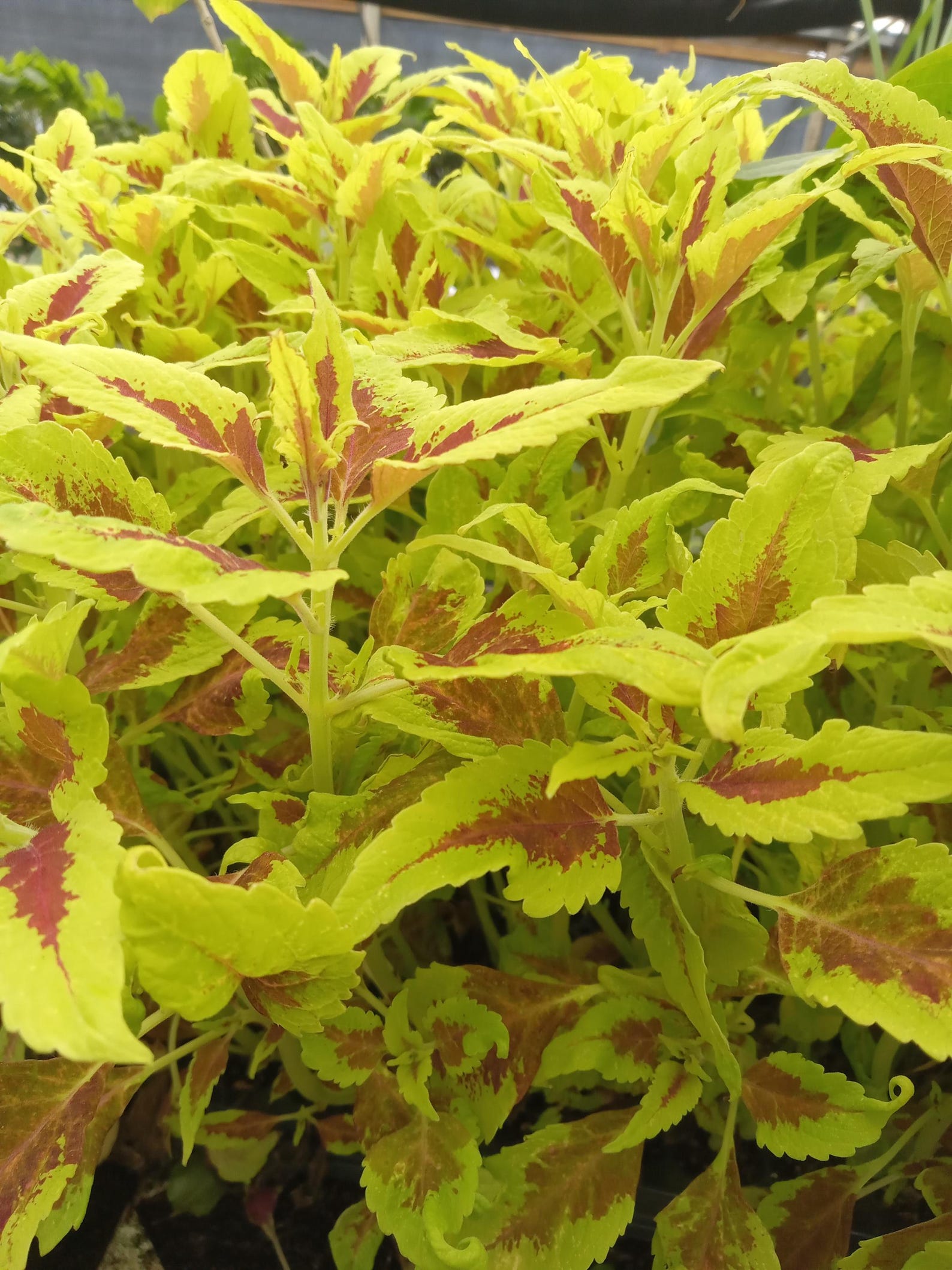 Live Coleus Plants – Pack of 10 Assorted Varieties – Vibrant Foliage ...