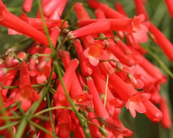 Russelia Red Firecracker Live Plants | Pack of 2 (TWO) | 5-9" Tall | Coral Fountain Plant | Cascading Hummingbird Magnet