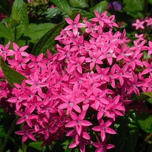 May include: Close-up of a cluster of vibrant pink flowers with star-shaped petals. The flowers are surrounded by lush green leaves, creating a striking contrast. The image showcases a natural floral arrangement.