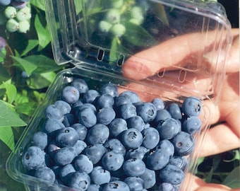 Blueberry Plant Biloxi Southern Highbush Blueberry Plants For Planting Live Bush 4-6 inches - Fruit Tree Live Plant