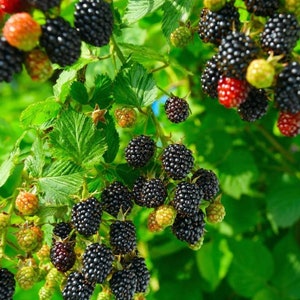 May include: Close-up of a blackberry bush with ripe blackberries and some green and red unripe berries. The berries are growing on a vine with green leaves.