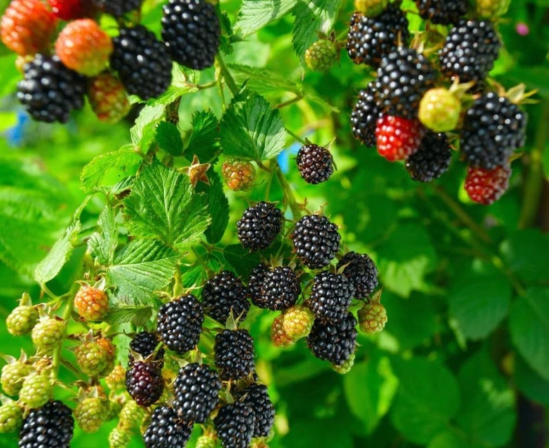 May include: Close-up of a blackberry bush with ripe blackberries and some green and red unripe berries. The berries are growing on a vine with green leaves.