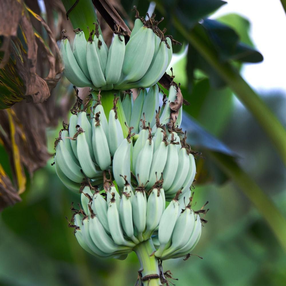 Blue Java Banana Tree Ice Cream Banana Plant Starter Fruit Tree Live Plant Blue  Banana Tree Plant Banana Tree Live 