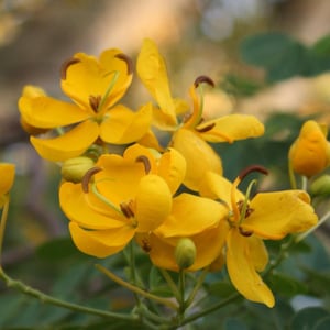 Cassia ‘Butterfly Bush’ (Senna bicapsularis) 2-Pack – 4-6 Inch Starter Plants – Fast-Growing, Butterfly Magnet, Lush Tropical Foliage