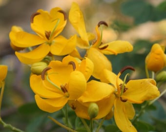 Cassia ‘Butterfly Bush’ (Senna bicapsularis) 2-Pack – 4-6 Inch Starter Plants – Fast-Growing, Butterfly Magnet, Lush Tropical Foliage