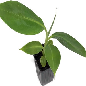 Dwarf Orinoco Banana Plant - Dwarf Banana Tree - Hardy Musa Dwarf Orinoco Banana Plant - Live Banana Fruit Plant - Starter Fruit Tree