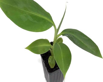 Dwarf Orinoco Banana Plant - Dwarf Banana Tree - Hardy Musa Dwarf Orinoco Banana Plant - Live Banana Fruit Plant - Starter Fruit Tree