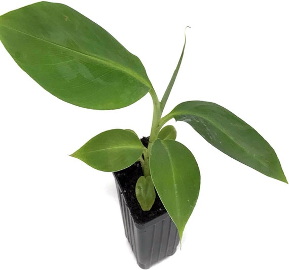 Dwarf Orinoco Banana Plant: Cold Hardy Live Fruit Tree